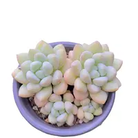 泡泡糖(多肉植物)满19.9包邮 云南基地源头直发新手好养