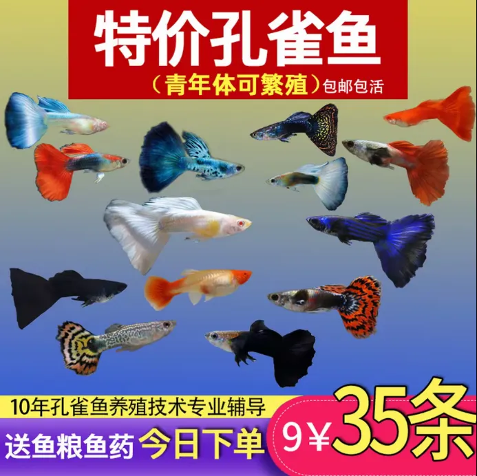 热带精品纯种孔雀鱼金鱼观赏鱼杂袍热带小型淡水孕母好养耐活凤尾