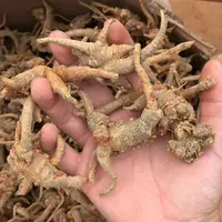  林下三七   山货 【袁凯推荐】