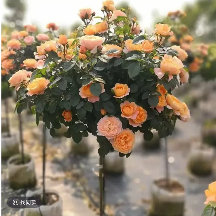 【带花苞】果汁阳台树桩月季棒棒糖阳台庭院四季开花耐寒好养
