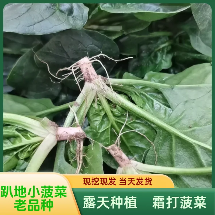 河南露天霜打矮秆趴地小菠菜新鲜现挖红根青菜叶菜当季笨菠菜