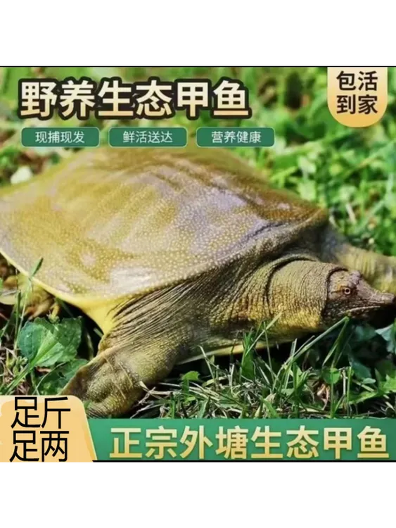 发3只共6-7斤 鲜活外塘中华鳖青黑花背生猛大甲鱼到家