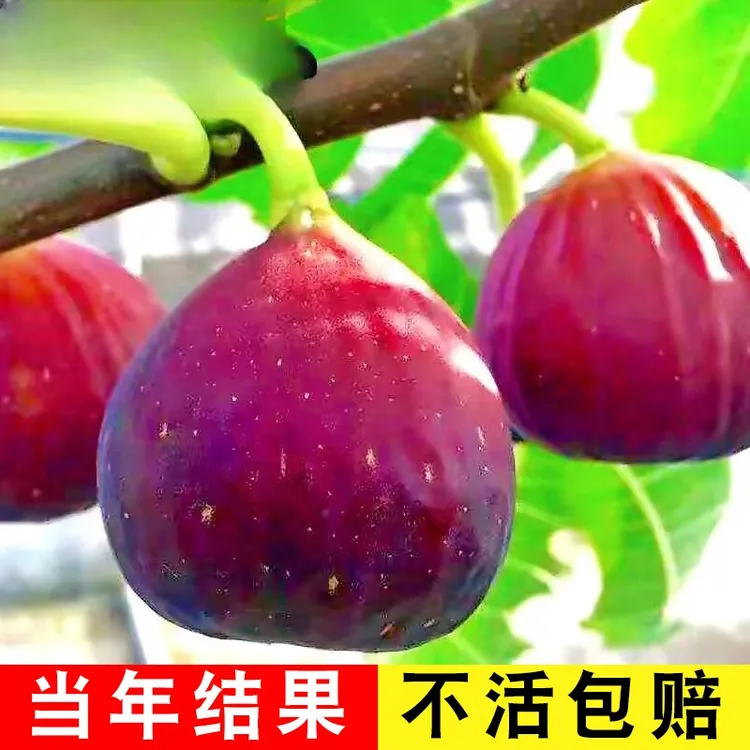 无花果树苗盆栽水果苗四季特大波姬红南北方阳台种植地栽当年结果