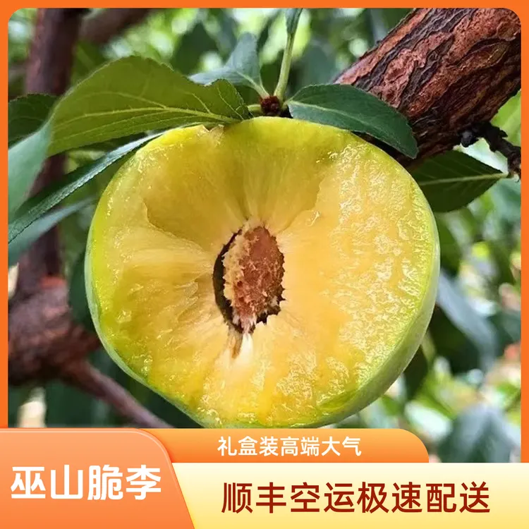 巫山脆李礼盒装 顺丰空运 脱骨李重庆青脆李酸甜爽口
