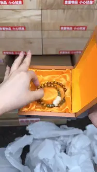 金丝海柳双圈@@sp366