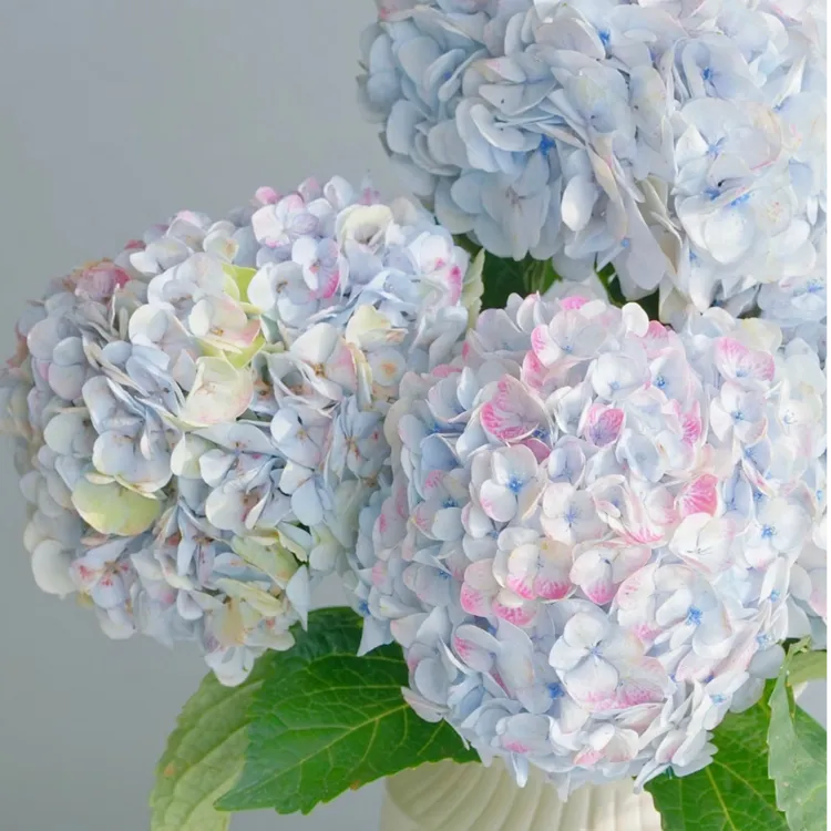 【莫奈绣球花】AB级高品质稀有水培油画风夏日清新基地直采顺丰包邮