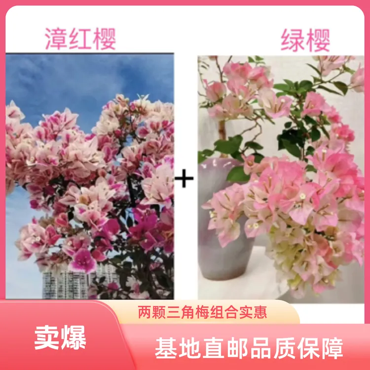 漳红樱+绿樱（勤花组合）到手2颗三角梅基地直邮不带花不带盆