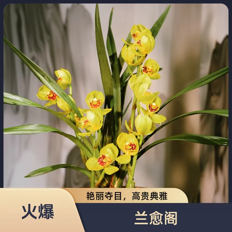 金如意 四季兰 室内净化绿植盆栽