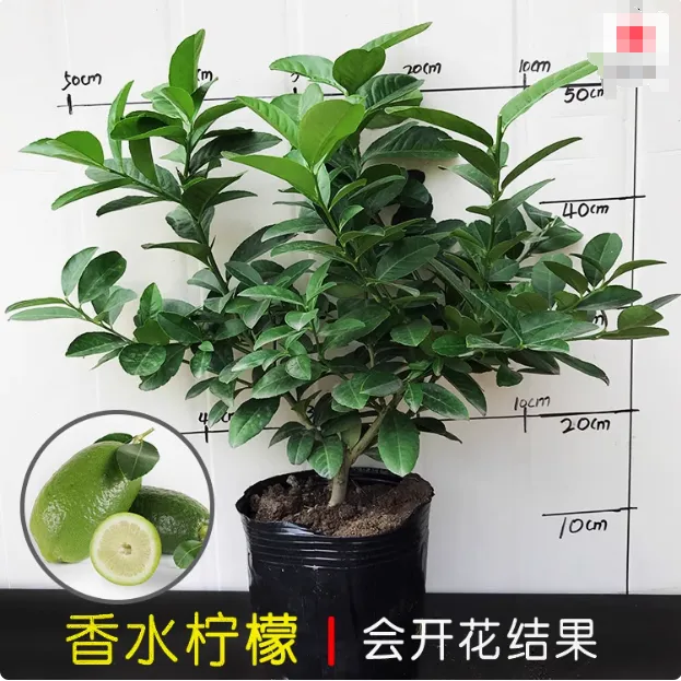 香水柠檬树苗盆栽地栽四季结果无核青柠檬苗室内庭院种植当年结果