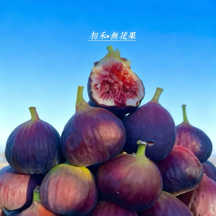［顺丰包邮］云南紫皮树熟无花果现摘新鲜无花果1-5斤精选大果