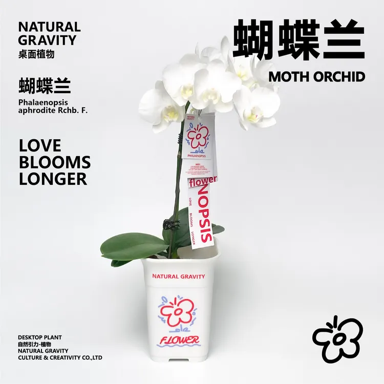 自然引力-蝴蝶兰盆栽带花苞绿植年宵花好养耐活花期长桌面摆件