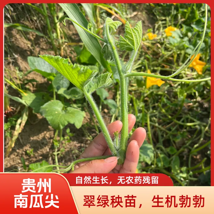 现摘现发新鲜南瓜芽南瓜尖苗时令蔬菜清炒烧汤鲜嫩可口
