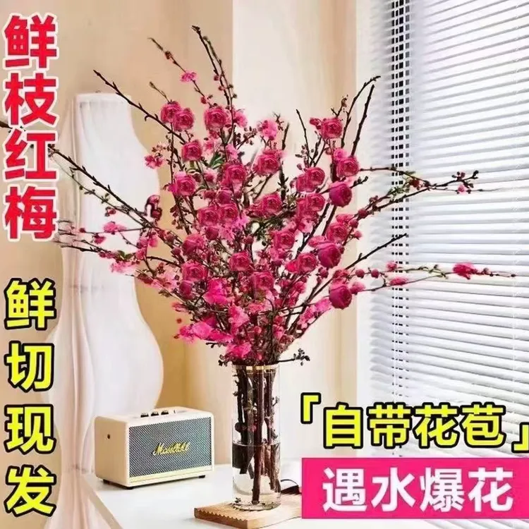 （年宵花卉）水培鲜枝红梅桃花枝条 阳台室内水培花卉耐寒好养