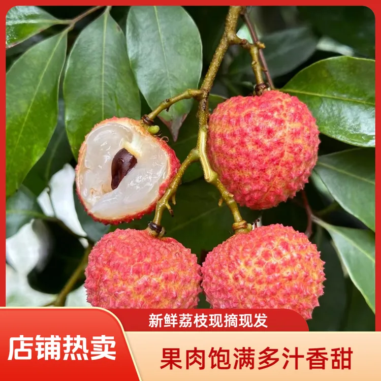[川渝专拍] 正宗合江带绿荔枝老树新鲜现摘当季水果冷链空运