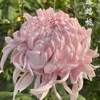 【仙露蟠桃】大花富贵菊花盆栽九月菊耐寒 开花漂亮花期长