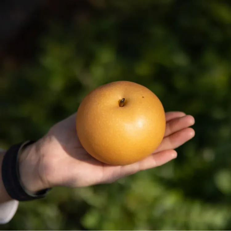 【坏果包赔】正宗山东秋月梨新鲜现摘莱阳大果冰糖梨4.5斤