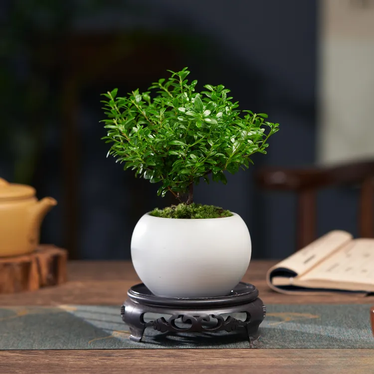 【小叶赤楠】带陶瓷花盆景植物办公室内四季花卉客厅绿植盆栽摆件好