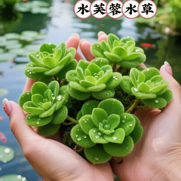 浮萍水草水生水培植物造景净化水质易养活养龟养鱼池塘庭院水芙蓉