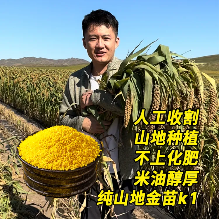 支持试吃内蒙古赤峰5斤黄小米精选金苗k1 颜色嘎嘎黄米油有三层