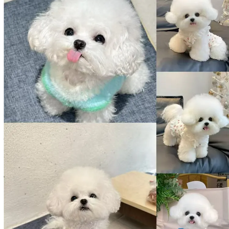 精品比熊  雪纳瑞 宠物活体 养殖基地直发