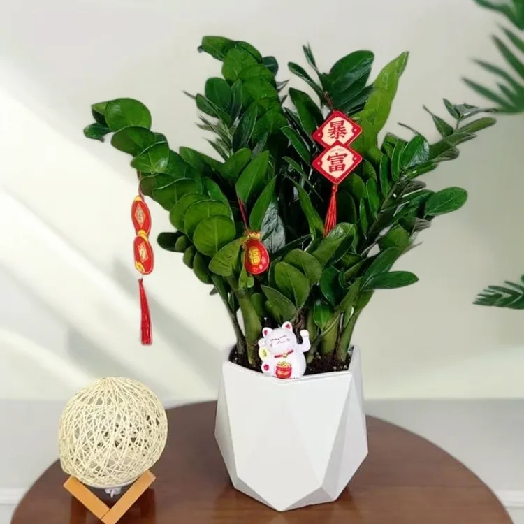 六角盆金钱树钱串子绿植盆栽室内客厅四季常绿植物带挂件带招财猫
