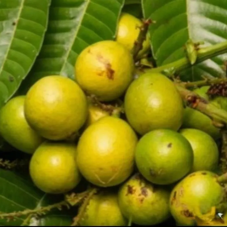 斐济龙眼巴西龙眼实生苗