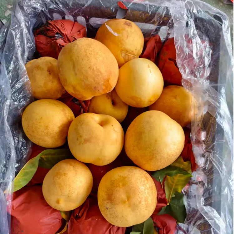 【辽宁东戴河】黄金水蜜桃脆甜当季桃子现摘直发坏果包赔新鲜水果