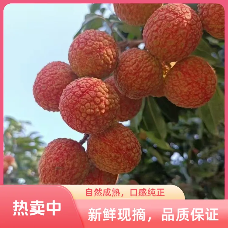 岭南老树白糖罂荔枝新鲜现摘现发包邮时令应季水果