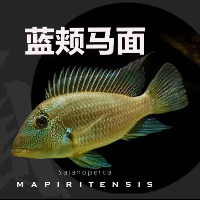 稀有食土鲷  普申密斯  蓝颊马面 三点宝石