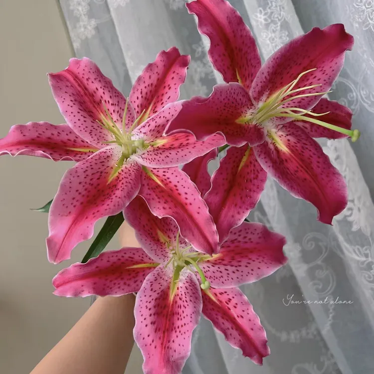 【基地直发】草莓沐恩香水百合 鲜花花卉 