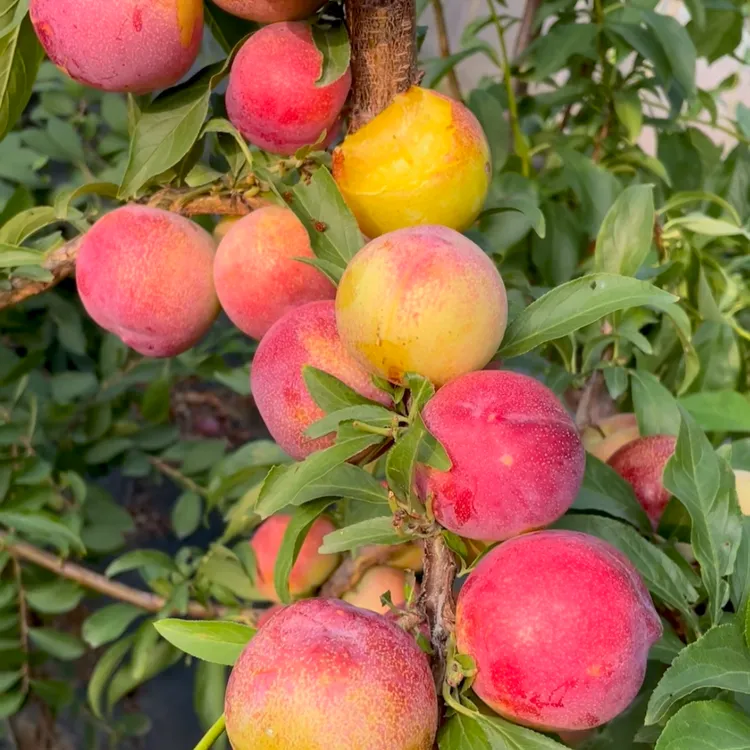 新品种果美李子树苗