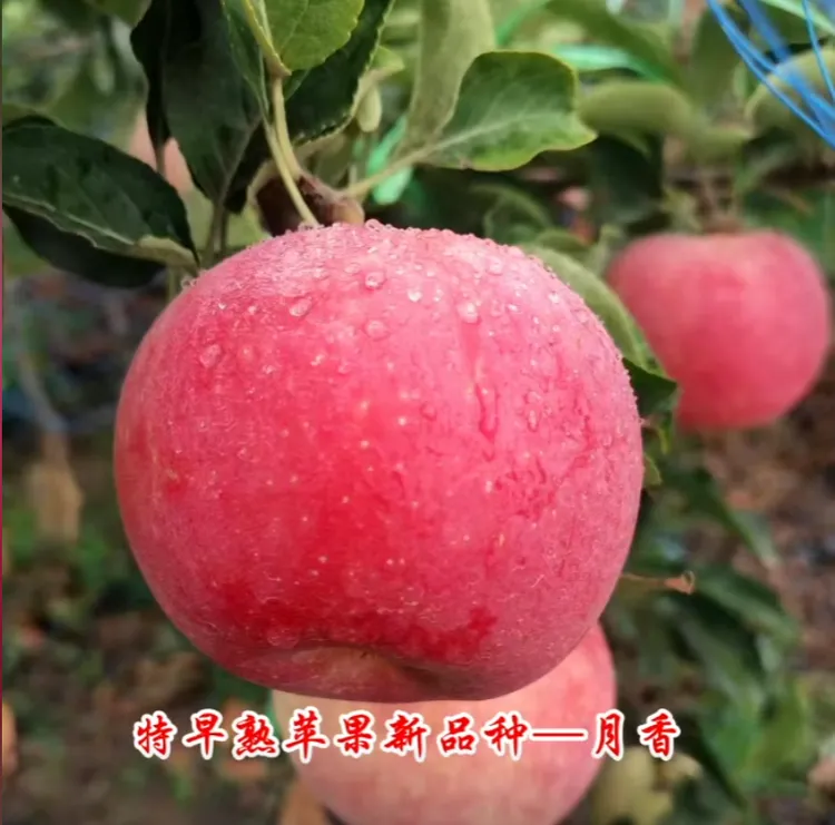 现摘酸甜月香苹果半边红冰糖心青红当季水果整箱包邮