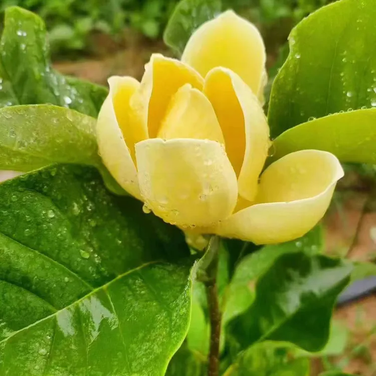 金玉满堂黄鸟玉兰花
