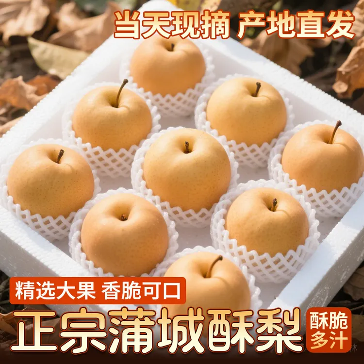 正宗陕西蒲城酥梨新鲜脆甜多汁应季水果