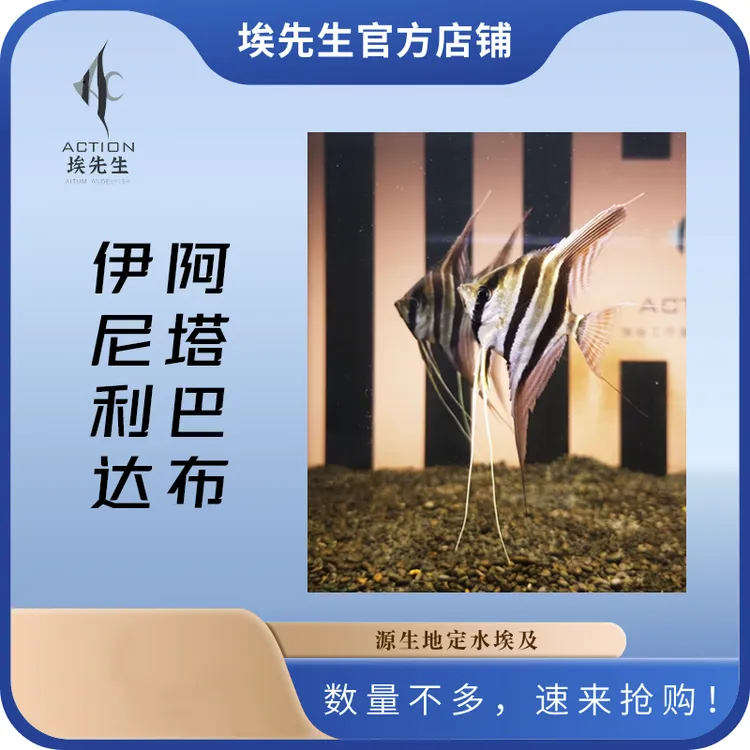 六周年庆活动埃及神仙伊尼/阿塔5只/组（入缸48小时包损）