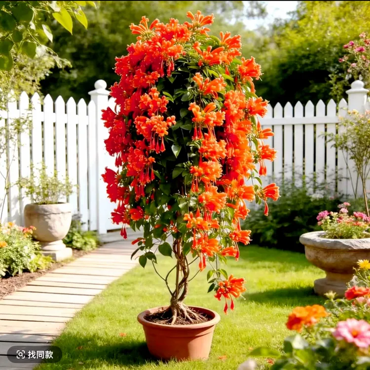 【拍一发三颗】炮仗花苗四季种植爬藤开花植物阳台庭院花卉木本植物商品图
