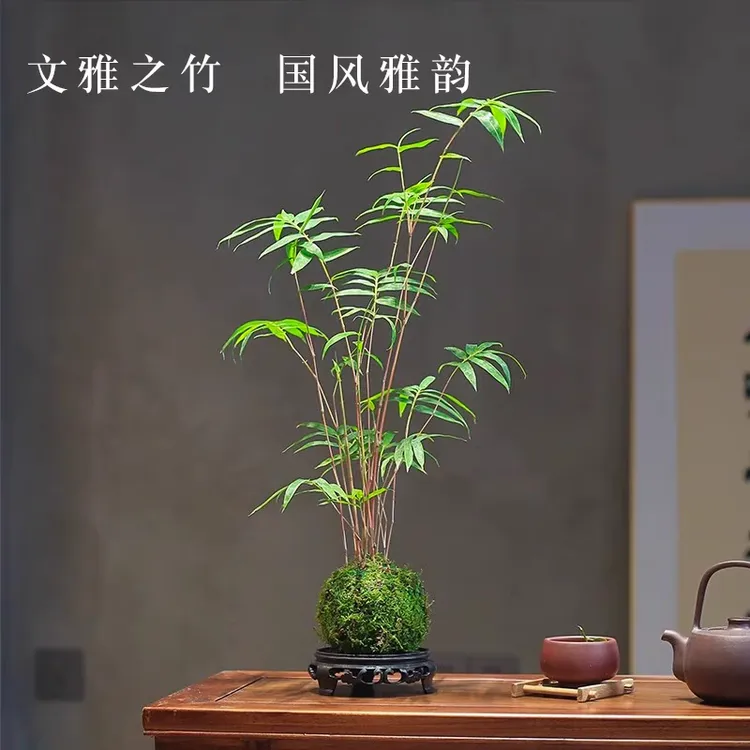 鸿运当头红观音竹 室内观赏竹