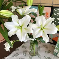 【源头优选】白水晶香水百合 任意2单鲜花包邮 发货后不支持退款