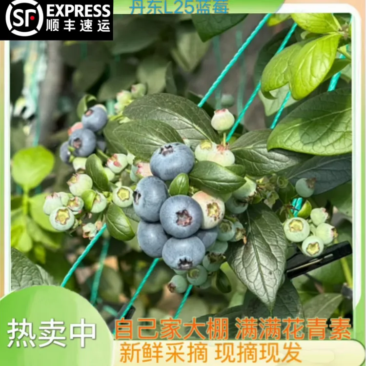 【头茬果】正宗丹东花香蓝莓L25  自然授粉现摘现发顺丰包邮