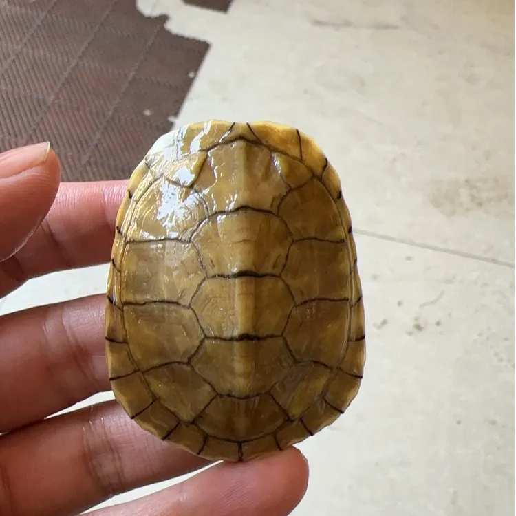 小青龟苗   观赏宠物龟 乌龟新手龟好养乌龟 到手拍360度开箱视频