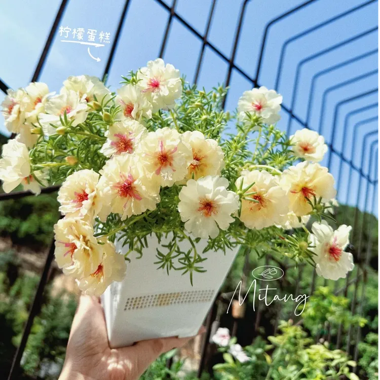 太阳花混色带根带土带花苞发货太阳花苗四季开花易养室内室外种植