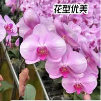 蝴蝶兰【倾城】3.0寸花苗一颗