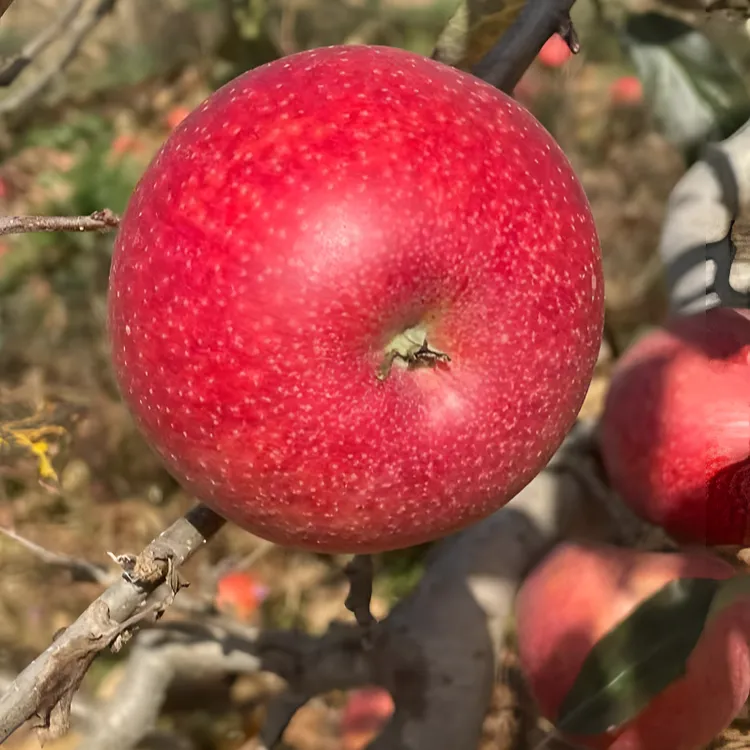 【粉面甜】陕西秦冠苹果沙甜粉面老人宝宝刮泥5斤9斤原产地