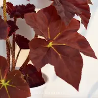【TK】鬼灯丸秋海棠 红橙色系丝绒新手友好室内盆栽 浇浇植物x图克