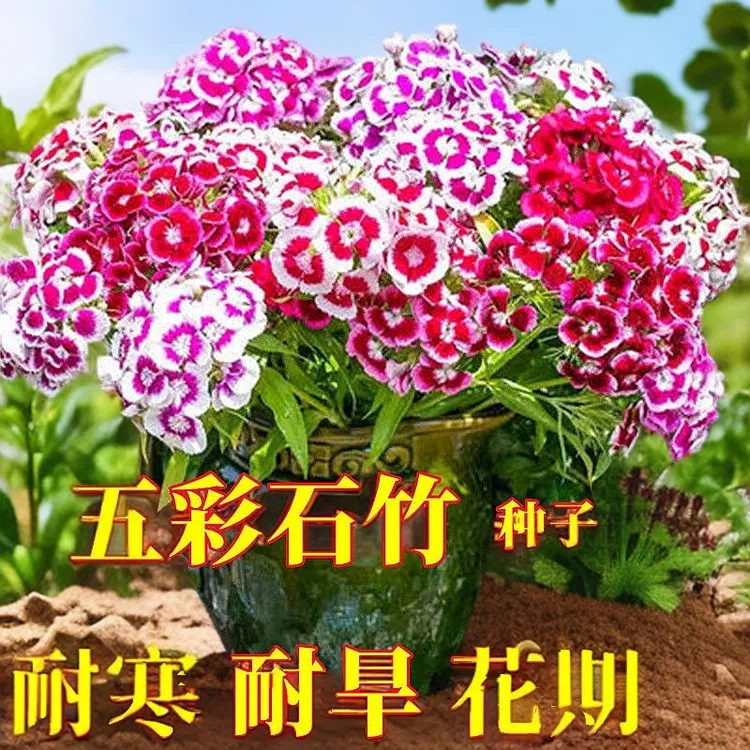 五彩石竹花种籽子欧石竹初吻四季易活耐寒盆栽美国常夏石竹花种子