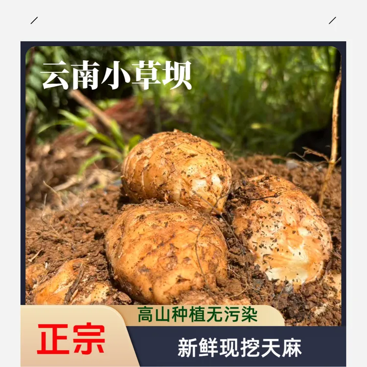 云南昭通小草坝新鲜乌天麻高山林下新鲜天麻仿野生种植