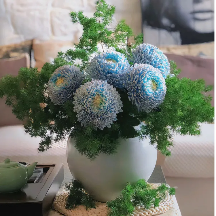 【思芹花卉】高品质青花瓷富贵牡丹球吸色丰岛菊科类5枝
