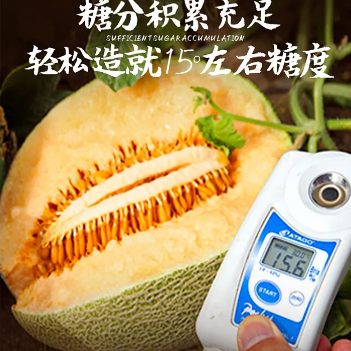 【7.28发货】新疆哈密市淖毛湖晚熟陆地西州蜜哈密瓜