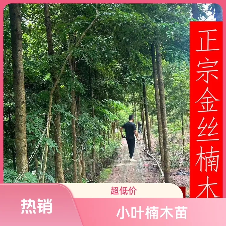 四川小叶金丝楠木黄花梨树苗名贵树苗四季常青绿化树苗