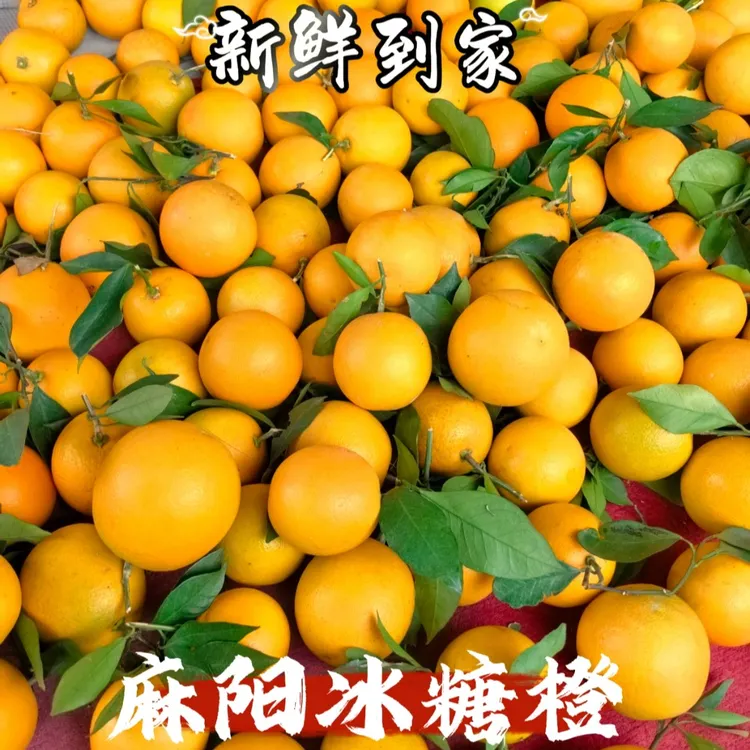 高质量正宗麻阳冰糖橙/新鲜现发/橙香浓厚/我只有甜、多汁的橙子